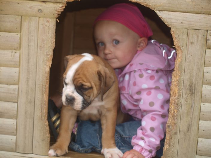 Continental Bulldog Welpe mit Kind in Hundehaus