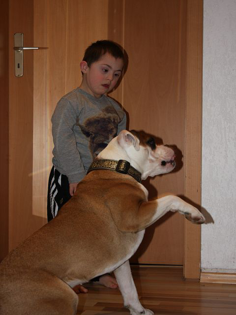 Continental Bulldog mit Down Syndrom Kind