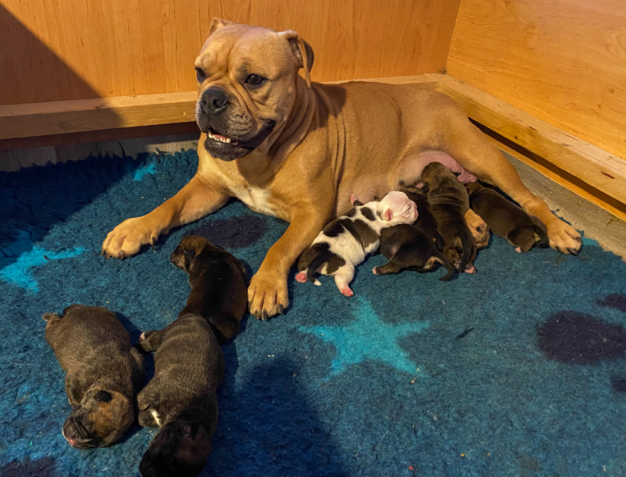 Continental Bulldog Welpen mit Mama