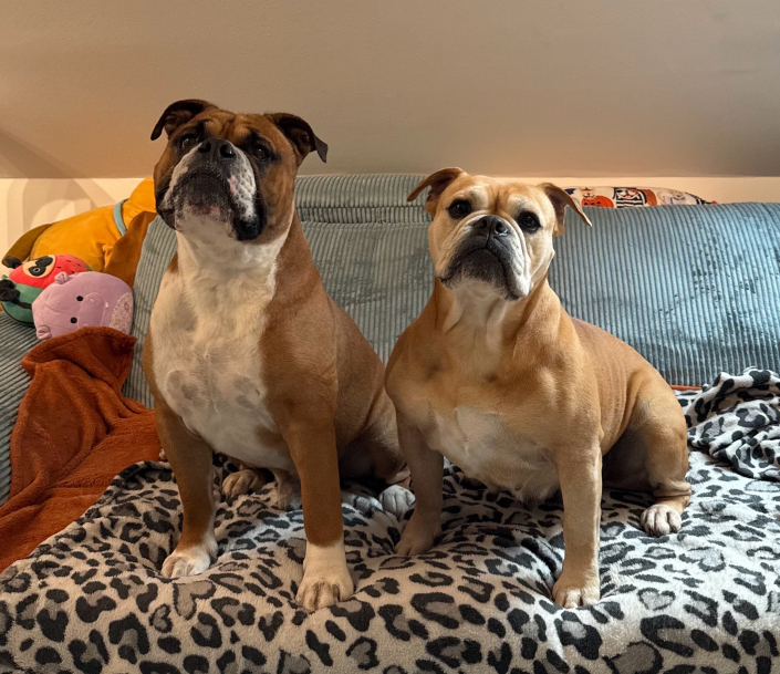 Iowa Continental Bulldog female on the Sofa